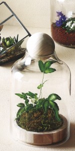 ログハウス　植物1